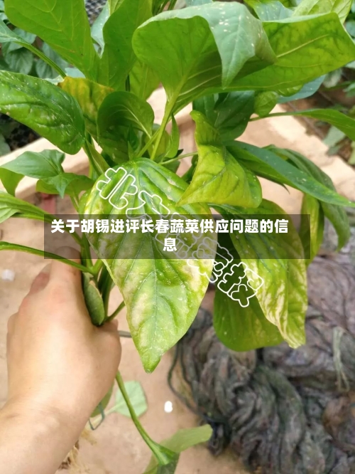 关于胡锡进评长春蔬菜供应问题的信息-第1张图片