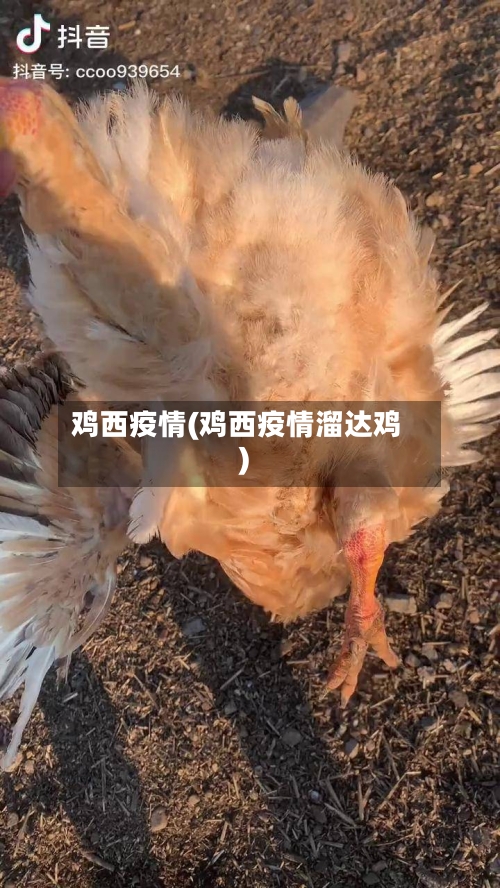 鸡西疫情(鸡西疫情溜达鸡)-第1张图片